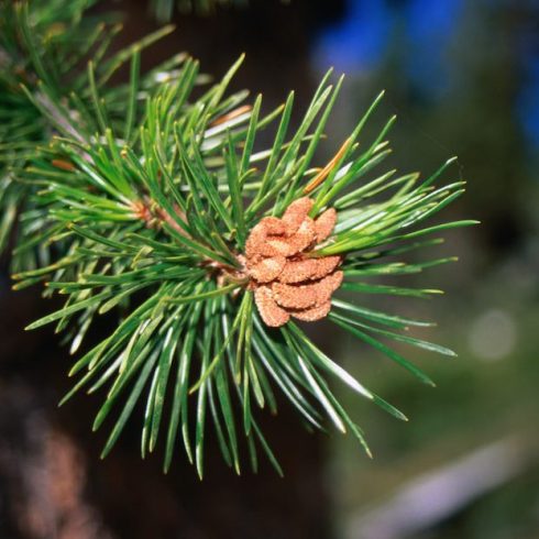 Alberta: Lodgepole Pine Native Canadian Plants: close up of green lodgepole pine branch