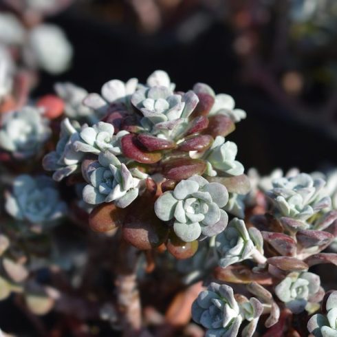 British Columbia: Broad-Leaved Stonecrop Native Canadian Plants: broad-leaved stonecrop