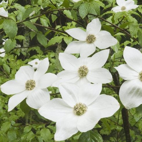 British Columbia: Pacific Dogwood Native Canadian Plants - white Pacific dogwood flowers on green tree