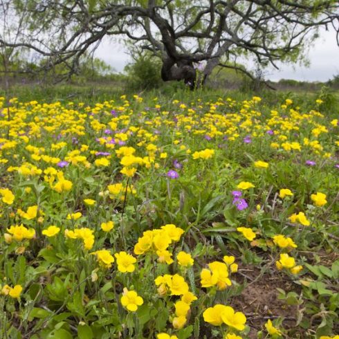 Manitoba: Evening Primrose Native Canadian Plants: field with yellow-flower evening primrose and tree in background