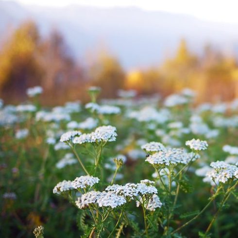 Manitoba: Common Yarrow Native Canadian Plants: common yarrow in mountain meadow