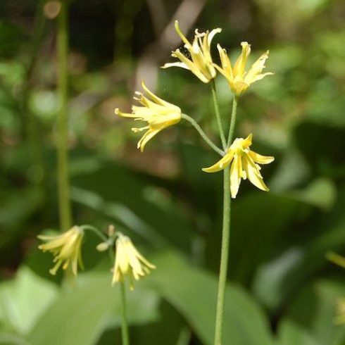 New Brunswick: Blue-Bead Lily Native Canadian Plants - Blue-bead lily growing in the sun