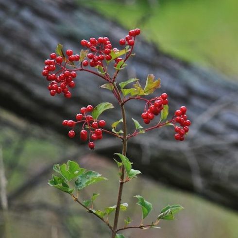 Newfoundland: Highbush Cranberry Native Canadian Plants - Viburnum trilobum cranberry bush in forest