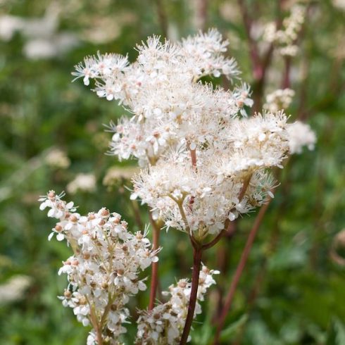 Newfoundland: White Meadowsweet Native Canadian Plants - towering white flowers in sunlight and grass meadow Spiraea alba meadowsweet