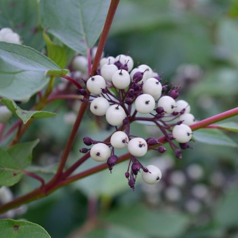 Prince Edward Island: Red Osier Dogwood Native Canadian Plants - Red osier dogwood (Cornus sericea (stolonifera)) berries, leaves and twigs