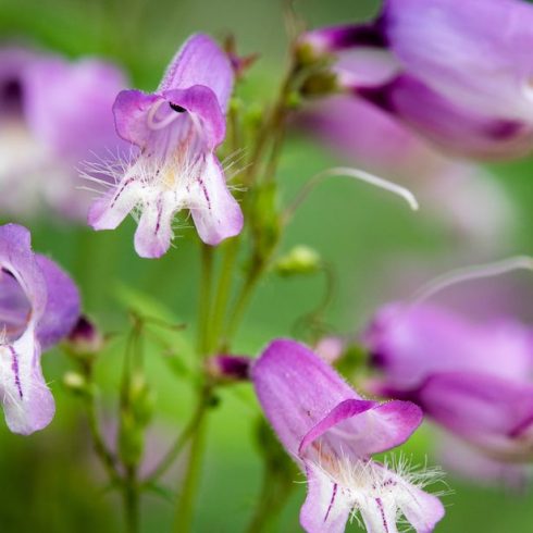 Quebec: Hairy Beard-Tongue Native Canadian Plants - purple hairy beard-tongue flowers