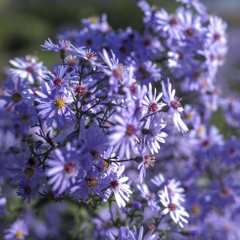 Quebec: Heart-Leaved Aster Native Canadian Plants - heart-leaved aster plant