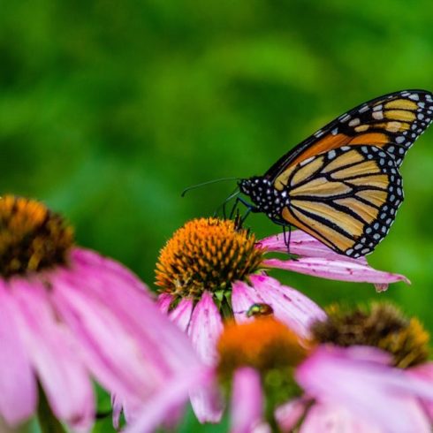 Saskatchewan: Narrow-Leaf Coneflower Native Canadian Plants: Monarch on purple coneflowers