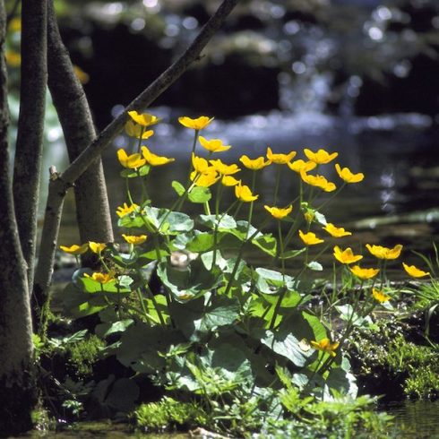 Saskatchewan: Marsh Marigold Native Canadian Plants: yellow-flower marsh marigold in forest
