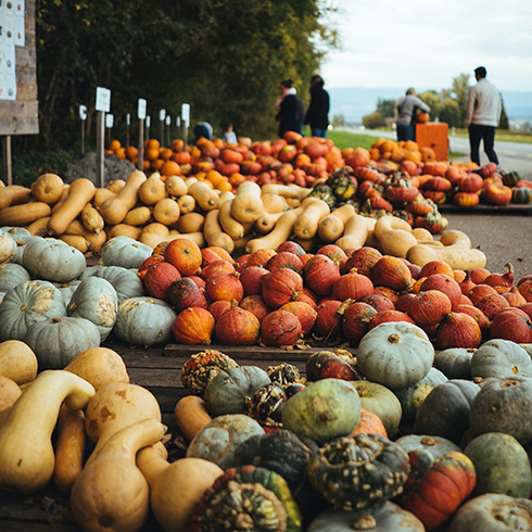 New Brunswick A field of various squashes with people in the background