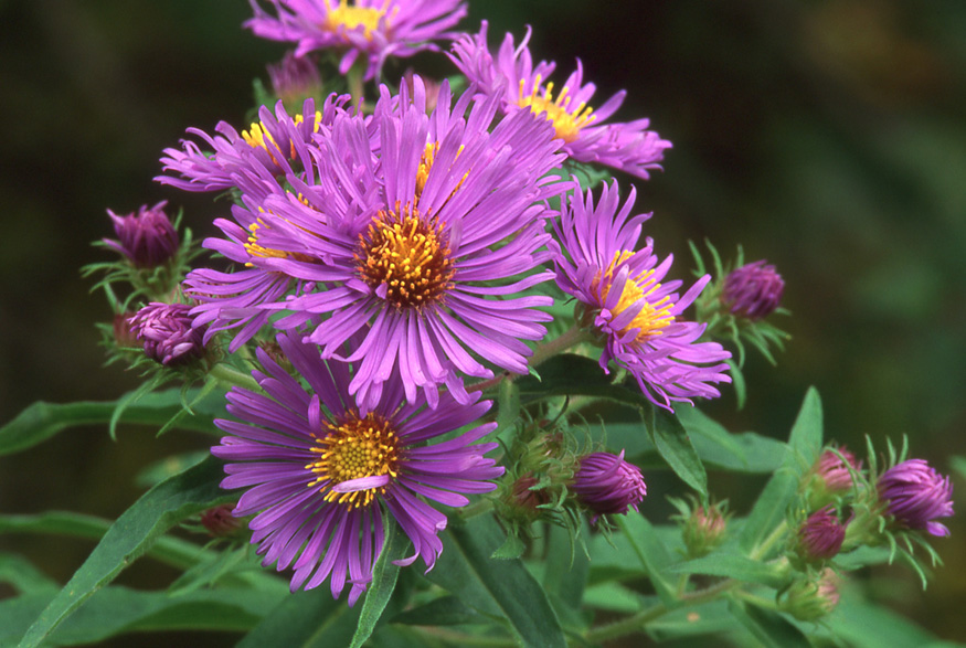 New England Aster (Symphyotrichum novae-angliae) New England Aster (Symphyotrichum novae-angliae)
