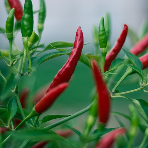 Newfoundland and Labrador Small red chilli peppers growing on a pepper tree