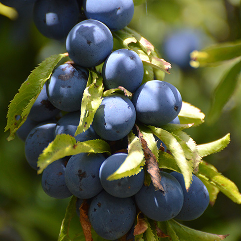 Newfoundland and Labrador A bunch of dark blue plums hang on a tree