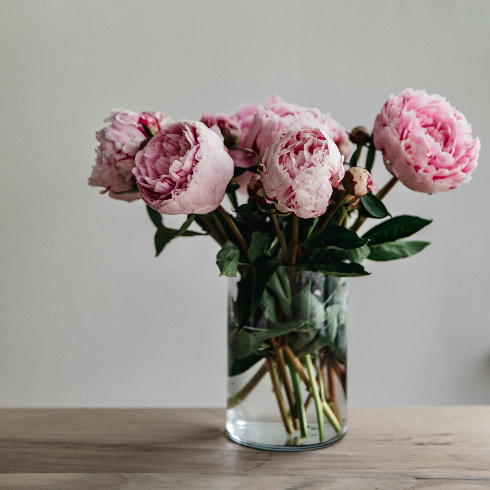 No Foliage in the Water A vase with fresh pink peony flowers