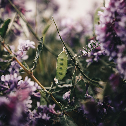 Northwest Territories A ripe pea pod growing on a bush surrounded by lilac flowers