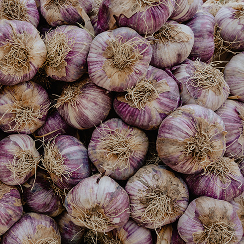 Nova Scotia Closeup of lots of garlic heads