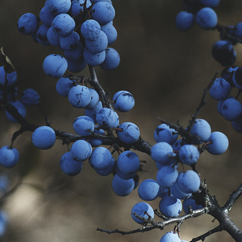 Nova Scotia Closeup of a bunch of blueberries on a bush