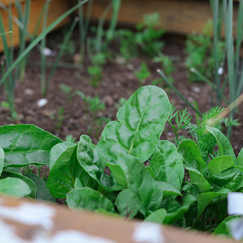 Nunavut Spinach growing in a raised garden bed