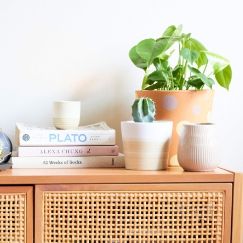 Add Plants Two potted plants on a cabinet