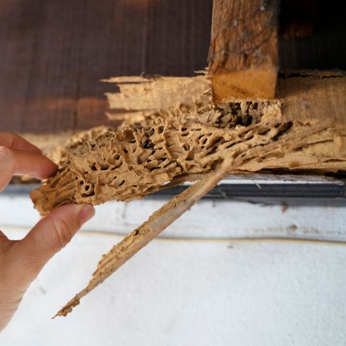 Signs of Termite Damage House interior with signs of termite damage