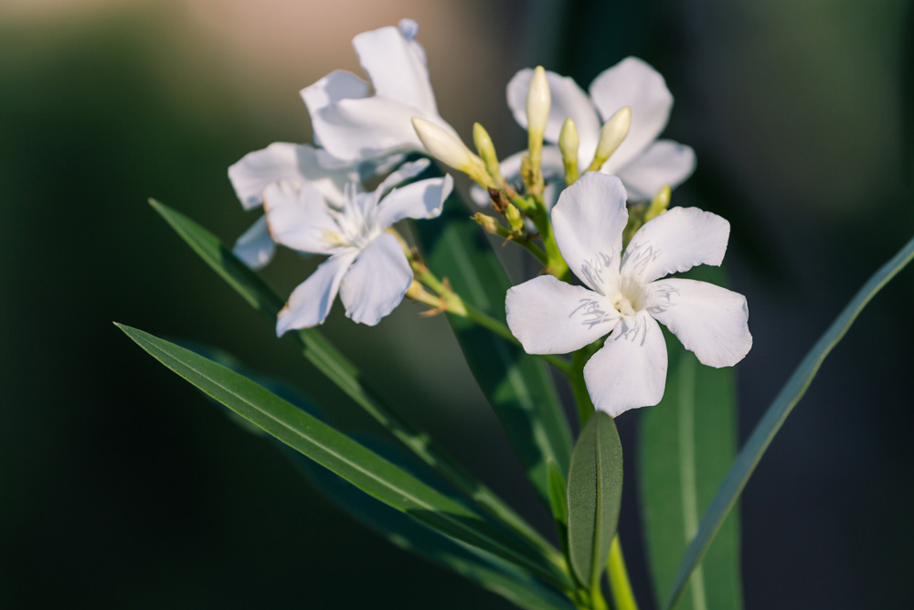 Oleander (Nerium Oleander) Oleander