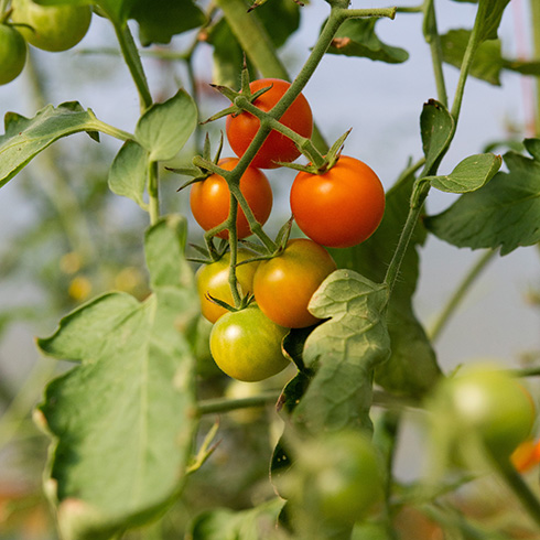 Ontario Closeup of cherry tomatoes in various states of ripeness on a plant