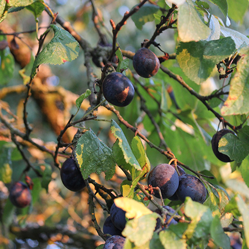 Ontario Closeup of a damson plum tree