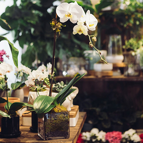Orchids Photo of a plant shop with a variety of white flowering orchids on a wooden table.