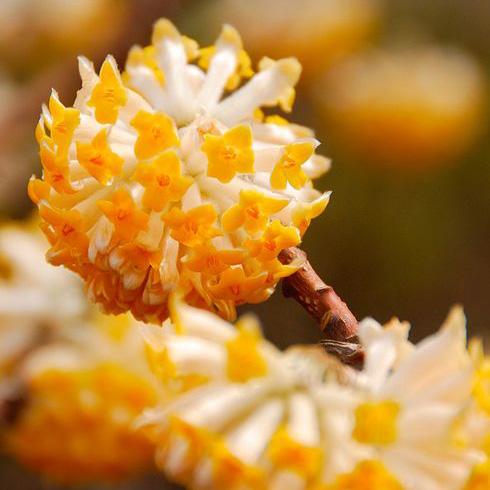 Oriental Paperbush (Edgeworthia chrysantha) Oriental Paperbush (Edgeworthia chrysantha)