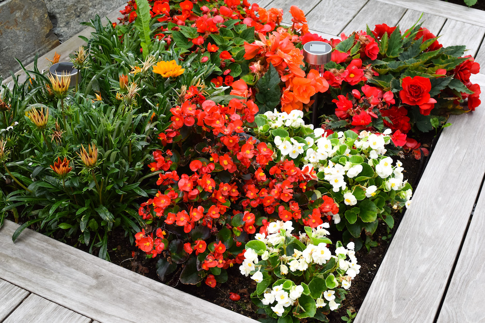Which Flowers Bloom All Summer? flower bed with colourful begonias