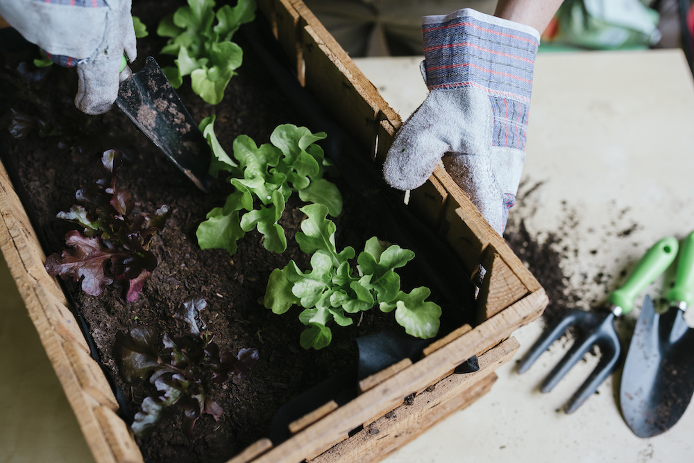 What Are the Best Plants to Feed Your Family? person planting lettuce in a wooden box