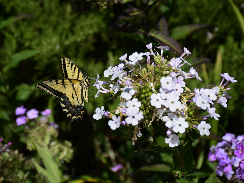 Can Plants Bring Bees and Butterflies to My Garden? butterfly in flower bed