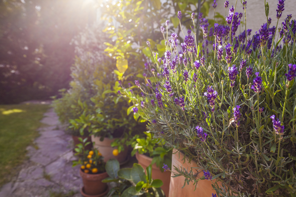 What Flowers Won’t Get Eaten by Pests? potted plants including lavender in front of house