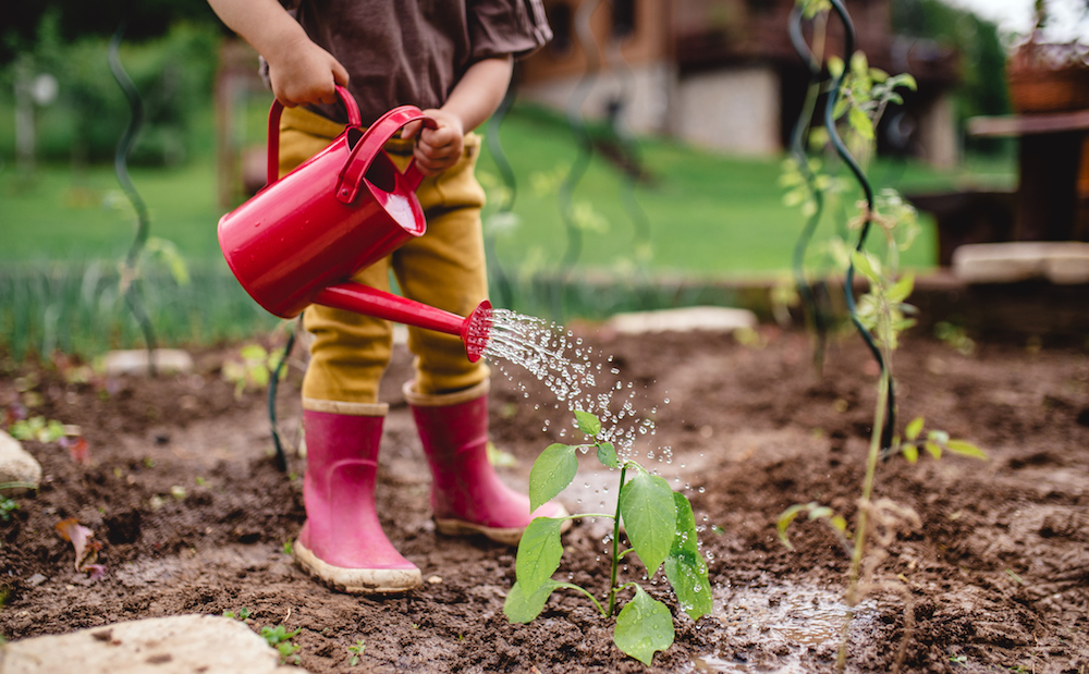 What Are Good Plants for Kids to Grow? toddler watering garden with red watering can