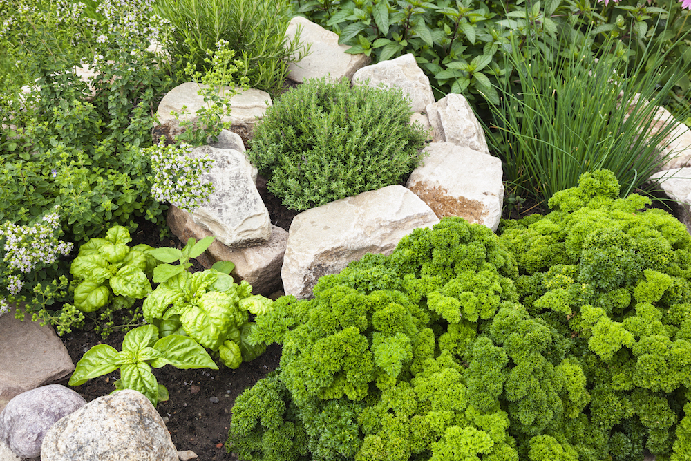 What Plants Won’t Get Eaten by Pests? green herb garden with rocks