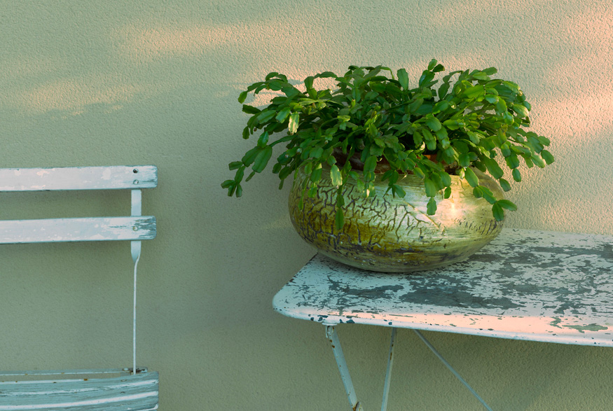 5. Keep it Outdoors in Summer Christmas cactus outdoors