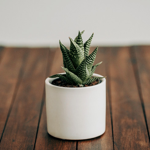 An Overwatered Succulent Will Rot and Turn Mushy A small succulent in a white pot