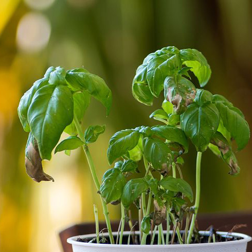 Leaves Turning Splotchy Black or Dark Brown Potted basil plant with browning leaves