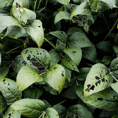 Black Spots on Leaves Can Mean Bacterial Infection Closeup of green leafy plants with black spots on the leaves.