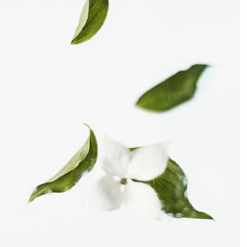 Dropping Old and New Leaves Alike Falling green leaves and white flowers on a white background
