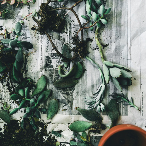 Moldy Soil A gardener repotting a plant on a white table