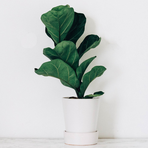 Slow or Stagnant Growth Small fiddle leaf fig plant in a white pot