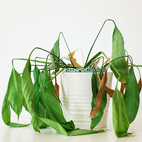 Underwatering: Crispy Brown Leaves Wilted leafy plant with droopy, crispy leaves.