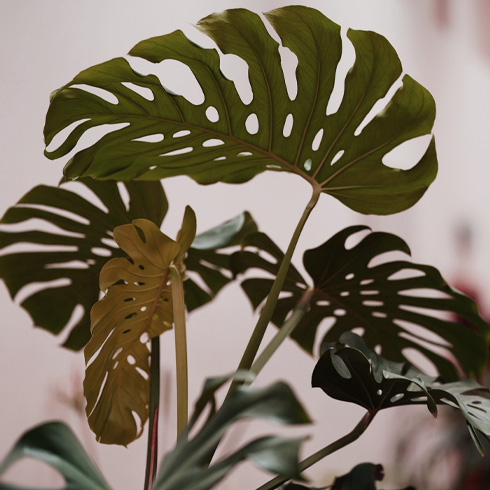 Underwatering: Wilting, Drooping Leaves Large plant with wilted leaves