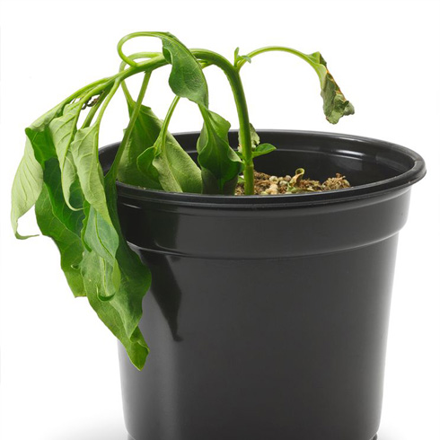 Wilting, Limp Leaves Potted plant with wilted leaves on white background