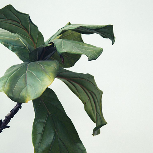 Leaves Go Yellow and Fall Off Closeup of fiddle leaf fig with leaves that are yellowing slightly