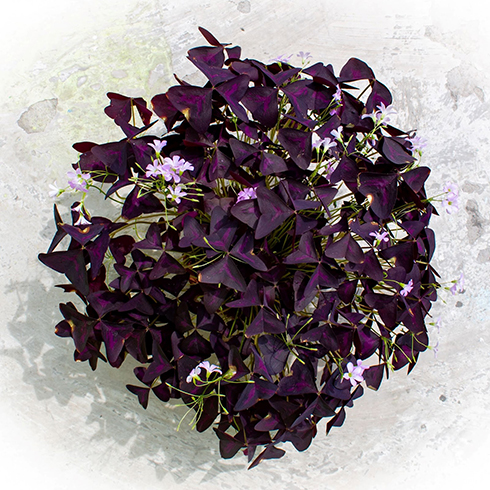 Oxalis Overhead shot of oxalis plant with an abundance of dark purple shamrock-like leaves and tiny, light purple flowers.