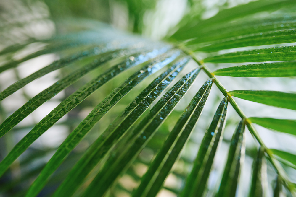 Parlour Palm (Chamaedorea elegans) Palm tree leaves glistening with water droplets