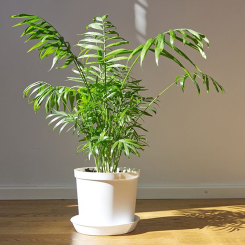 12. Parlour Palm (Chamaedorea Elegans) Potted Chamaedorea elegans. Parlor palm with sunlight. Tropical plant on floor