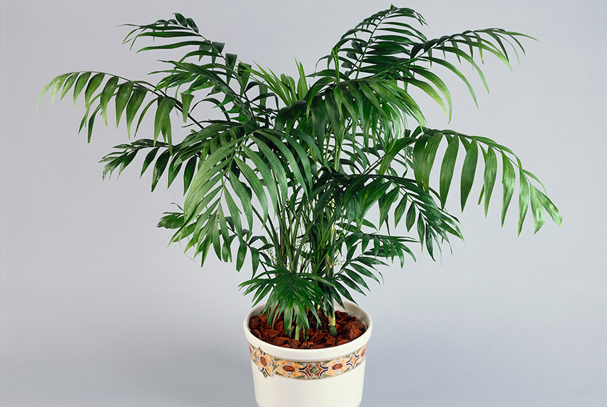 11. Parlour Palm (Chamaedorea Elegans) Parlour Palm